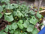 Courgettes 001.jpg