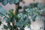 DSC_0224eucalyptus.JPG