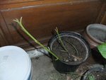 Voici le 4e rejet, plus fourni que les autres. Chacun fait entre 20 et 30 cm.