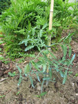 tomate3.jpg