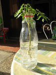 bouture tomate - 1.jpg