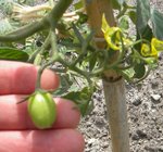Tomate inconnue N°2