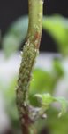 Menthe 1.JPG