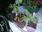 boutures de tomates.jpg