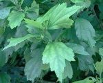 Photo0091.jpg