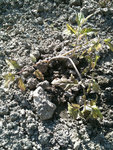 Quickshot 2011-06-14 at 17.48.09.5330.jpg