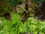 merveille des 4 saisons et blondes paresseuses et laitues du Bon jardinier.jpg