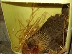 poule barbarie qui couve des oeufs de dinde.<br />éclosion le 28