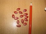 j'ai mis un crayon de papier pour la taille, elles sont rouges