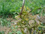 DSC08177.JPG
