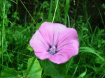 fleur1.jpg