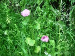 fleur.jpg