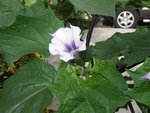 juin 2011 101 (Small).JPG