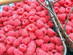 framboise13-06-11-1.JPG