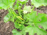 courgette06-11.JPG