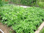 patate06.JPG