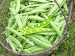 petit-pois (1).JPG