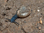 Un mini escargot