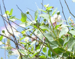P1070554A.JPG