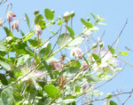 P1070554B.jpg