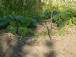 Jardin N°2 potimarons.jpg