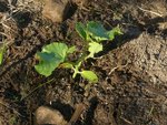 jardin N°2 melons.jpg