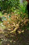 variété d'euphorbe