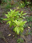 rhododendron