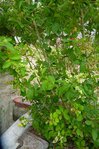 ligustrum