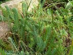 sedum sexangulare