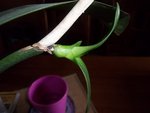 100_0077 bis.jpg