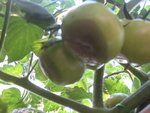 tomates_malades.jpg