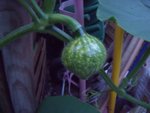 légumes 001 copie.jpg