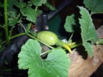 légumes 004 copie.jpg