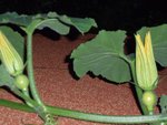 légumes 006 copie.jpg