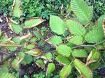 Feuilles de charme.JPG