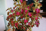 DSC04046_petite3.jpg