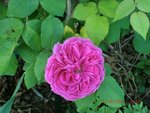 2011-05-11 rose angle ter X.jpg