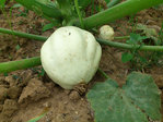 courgette.jpg