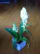 plante.JPG