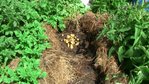 Un plant de Delikatess.jpg