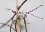 jasmin-branches.jpg