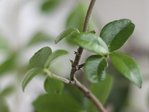 jasmin-coche.jpg