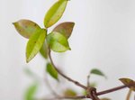 jasmin-feuilles.jpg