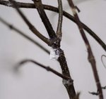 jasmin-grappe.jpg