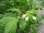 IMG_0061.JPG