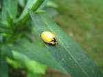 IMG_0075.JPG
