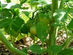 Tomate 2 fruit.JPG