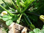 courgettes.JPG