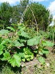 courges mélange.JPG